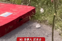 床底天天“沙沙”响没当回事，开门见床上盘着5斤重大蛇，当事人：整张床垫都扔了；家中进蛇或被蛇咬，千万不要这样做
