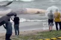 鲸鱼搁浅未移除 日本一海滩有鲸爆风险