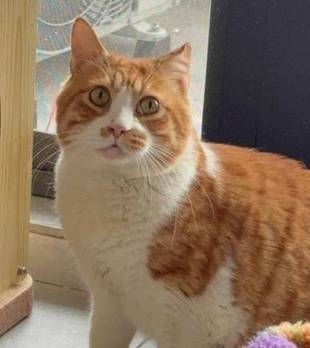 被复旦猫咪骗了！喂了半天的“猫妈妈”，却是个“伪装孕妇”！
