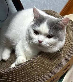 猫咪拧下“巨型”螺丝，铲屎官忧心忡忡：不会睡醒家就塌了吧？