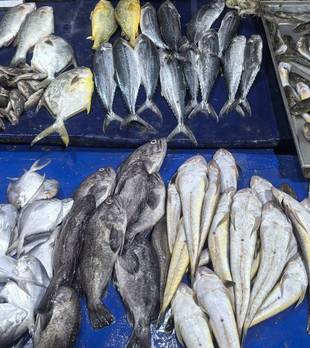 霜降后比较补的鱼，不是鲈鱼泥鳅，这3种鱼便宜肥美，肉嫩刺少营养高，懂行的都抢着买！