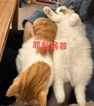 妹子为防猫嚯嚯花草，买了3000根牙签插花盆里，结果下一秒…啊啊你个破猫