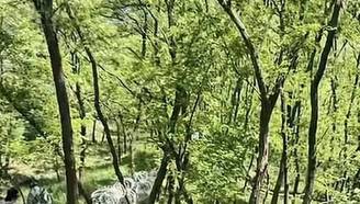 泰山刀片式隔离网 拆除计划公布