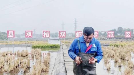 四川泸县虾稻产业发展迅速