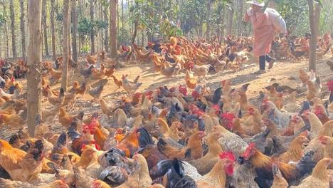 发酵饲料养鸡，解锁无臭环保生态养鸡和降本增效的密码