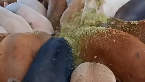 中小型猪场生态转型：猪场粪水种植高产牧草，牧草发酵后养猪赋能绿色养殖新范式