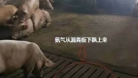 猪场臭味重危害大，双效生物除臭技术助力规模化猪场实现无臭绿色养殖