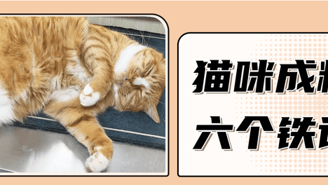 有这6个行为，说明你家猫很“通人性”！