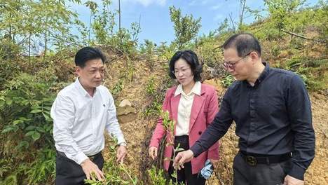 一粒茶籽的“金色蝶变”——吴祥明与祥寿科技的知识产权强农之路