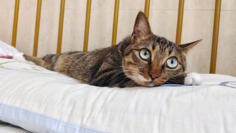 猫咪睡觉非要“叠罗汉”，这哪是养猫，分明是养了位“豌豆公主”