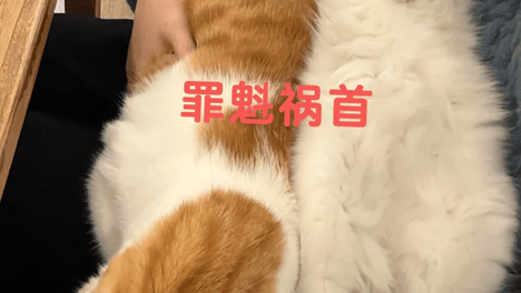 妹子为防猫嚯嚯花草，买了3000根牙签插花盆里，结果下一秒…啊啊你个破猫