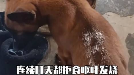 狗子得了细小偷偷躲在墙缝等死，主人一句话从阎王爷手里抢狗，狗子痊愈后，主人带狗子故地重游…狗子：我发现你们这些人特较真…