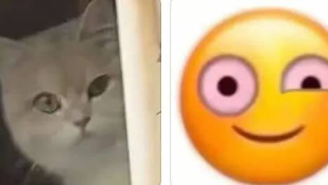 隔壁小猫隔窗狂骂她，还以为有仇，镜头一转…骂得一点都不冤！