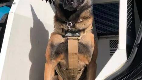 警犬伪装成便衣，网友被萌翻：真的怕不起来！