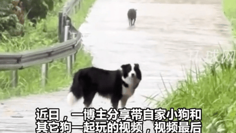 两只狗狗在雨里告别，明明都在等对方回头，却一次次错过了……网友：比偶像剧还虐！