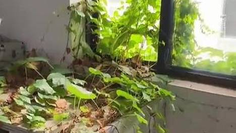 网友晒自家十年没住人的老房子，整个窗台长满了绿色，好像漫画里的场景