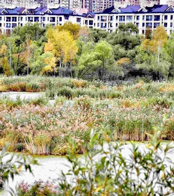 哈尔滨：秋游城市湿地 观赏美丽芦花