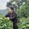 启丰茶业