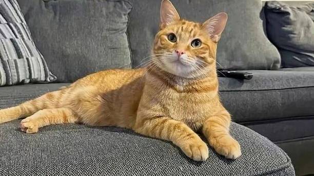 被流浪猫挡住去路，索性回家拿零食，却意外躲过一场事故！