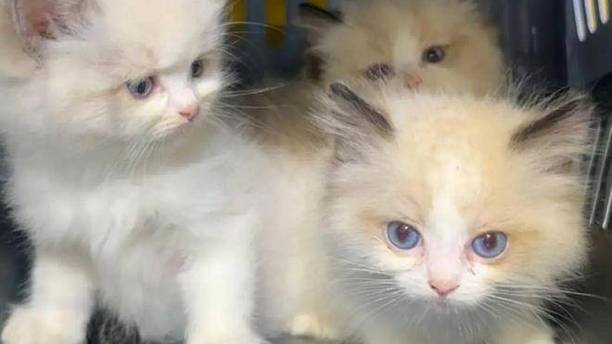 领养猫咪反背万元债？别让你的善意，成了黑心商家的提款机！