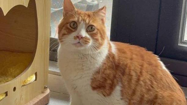 被复旦猫咪骗了！喂了半天的“猫妈妈”，却是个“伪装孕妇”！