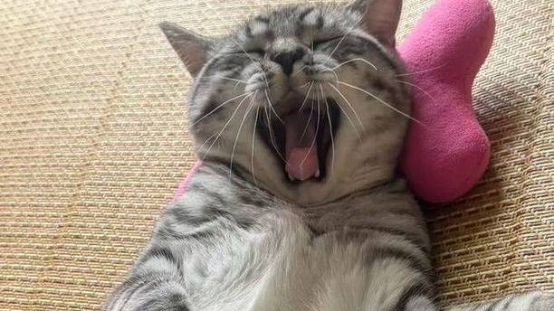你敢信？被猫咪咬坏的裙子，我穿着上了一天班！