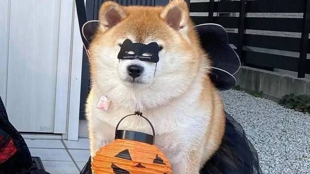 当柴犬遇上Cosplay：以为是酷炫蝙蝠侠，结果却是“鼻孔侠”！