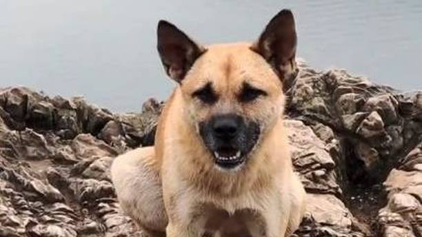 5岁田园犬成专业“向导”，引路拍照好敬业，凭实力带火一座城！