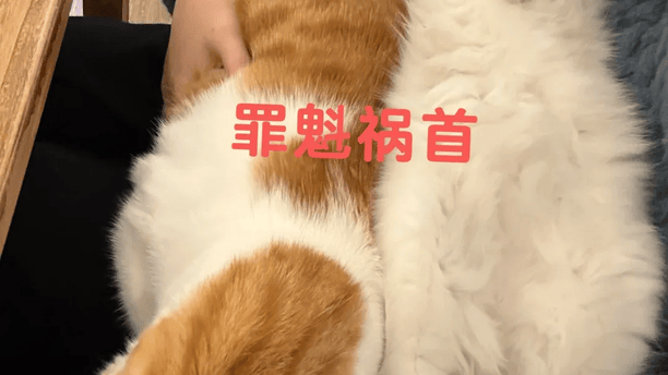 妹子为防猫嚯嚯花草，买了3000根牙签插花盆里，结果下一秒…啊啊你个破猫