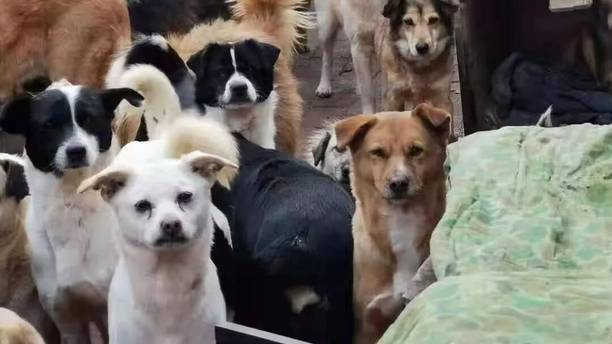 救助从来不是一个人就能完成的，而她却为600多只流浪狗坚持了20年...