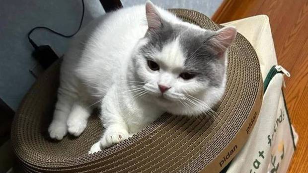猫咪拧下“巨型”螺丝，铲屎官忧心忡忡：不会睡醒家就塌了吧？
