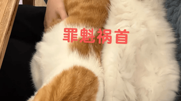 妹子为防猫嚯嚯花草，买了3000根牙签插花盆里，结果下一秒…啊啊你个破猫