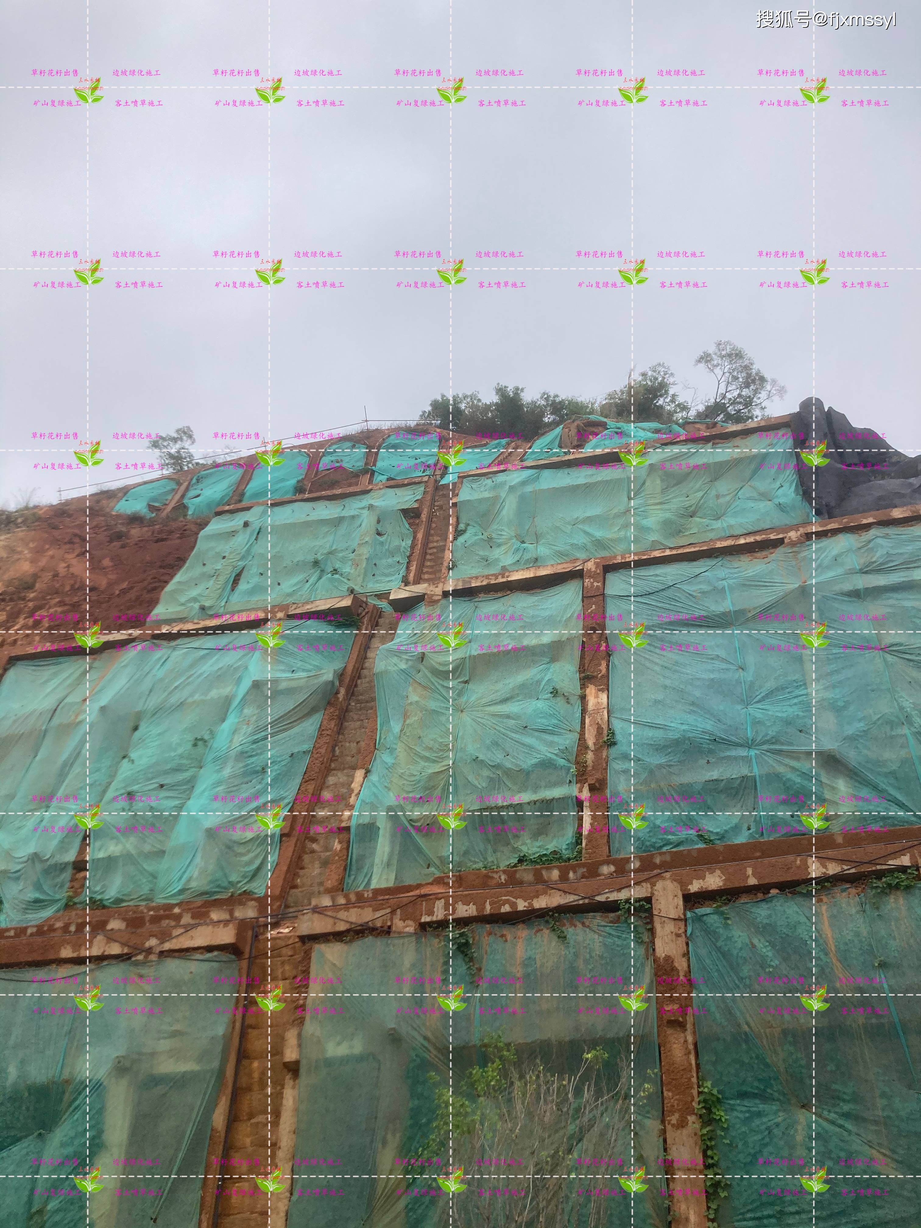 边坡斜坡挂网用草籽草种灌木种子客土喷草护坡绿化施工