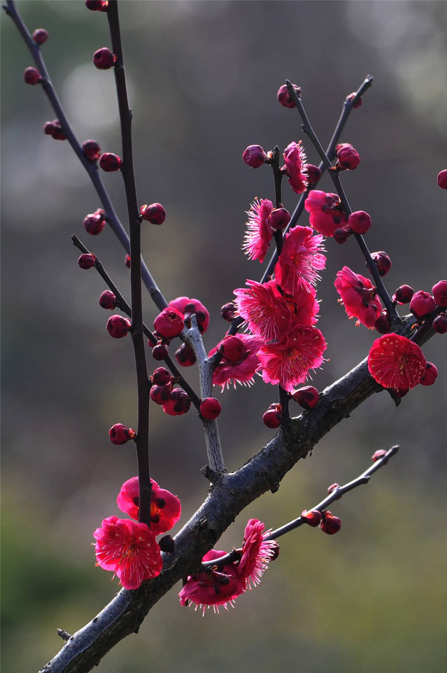 寒梅(散文) 林旭华_粉红色_花瓣_花园