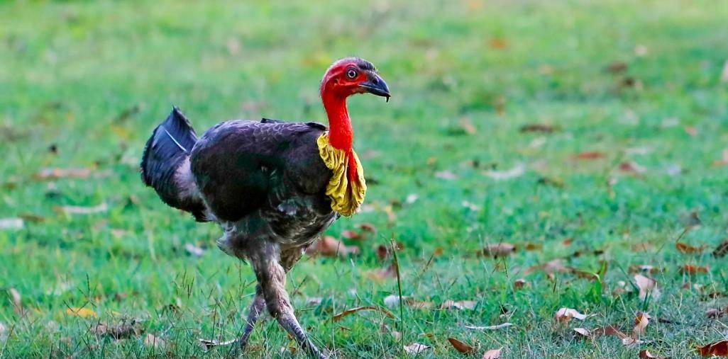 世界最重的鳥巢,高1米直徑4米且重達4噸_溫度_育兒_土堆