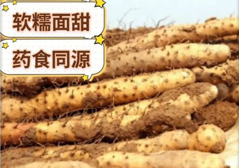 长山药的作用与功效图片