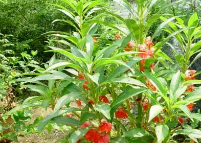 指甲油_凤仙花_植物
