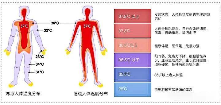 体温调节中枢负责控制体温的稳定,但受到年龄,性别,生理状态和外界