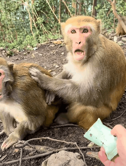 爆笑推介:人类打扰了猴子夫妻恩爱抓跳蚤,给它吃的也不要,一拍掉地上