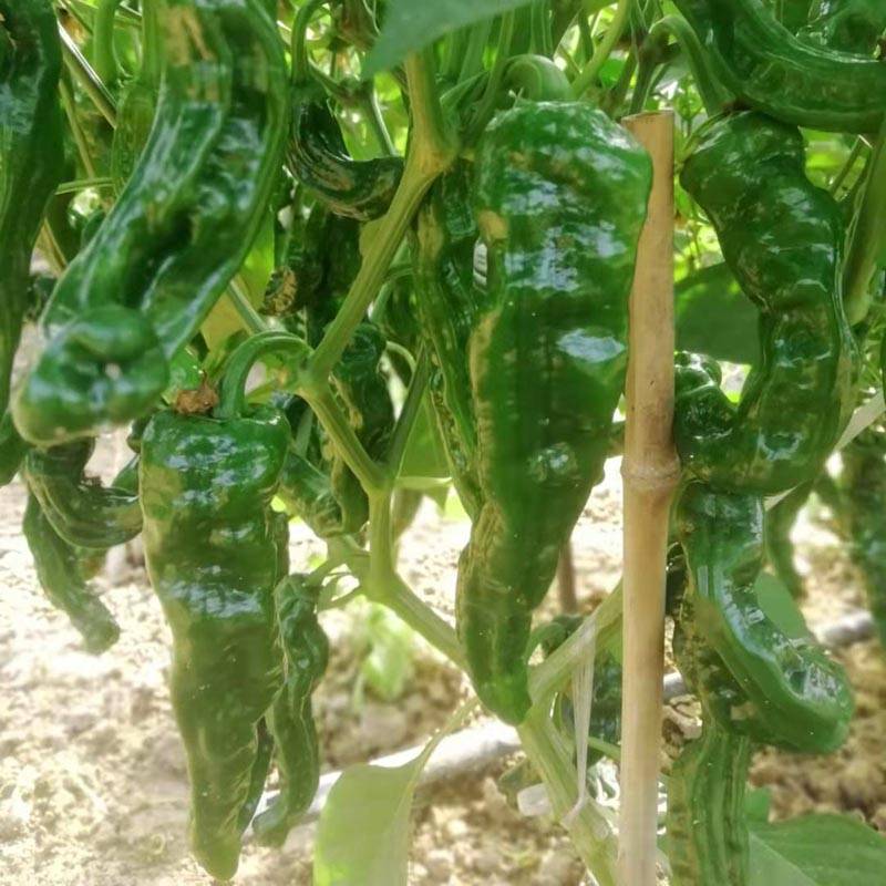 同乐2号皱皮椒薄皮香椒辣椒种子_栽培_结果期_习惯