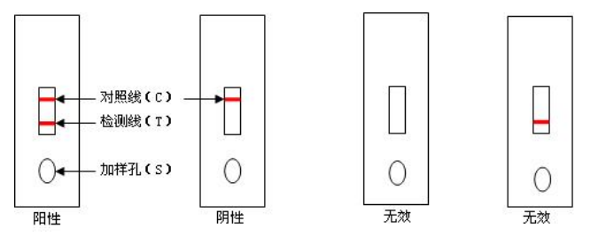 本试剂盒采用免疫学方法,通过特异性抗体检测鹦鹉热衣原体抗原,可在短