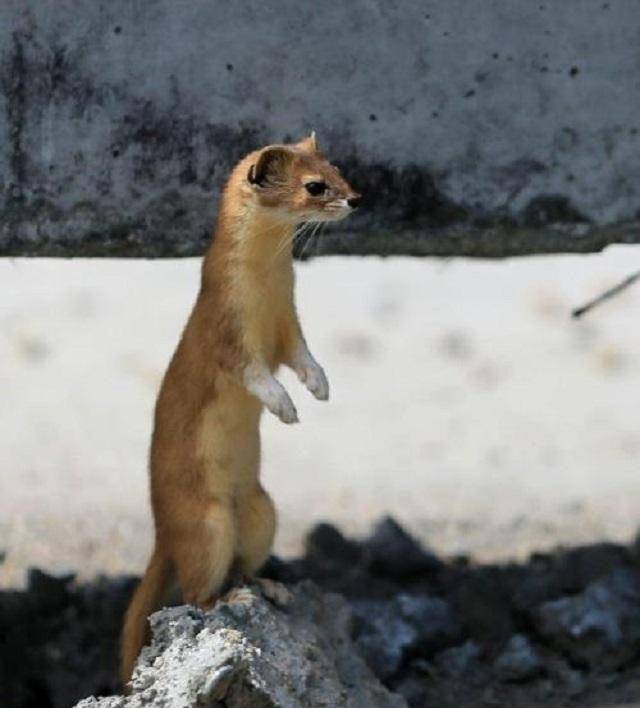 为啥老一辈说"黄大仙"杀不得?科学结果表明:原来真的杀不得!