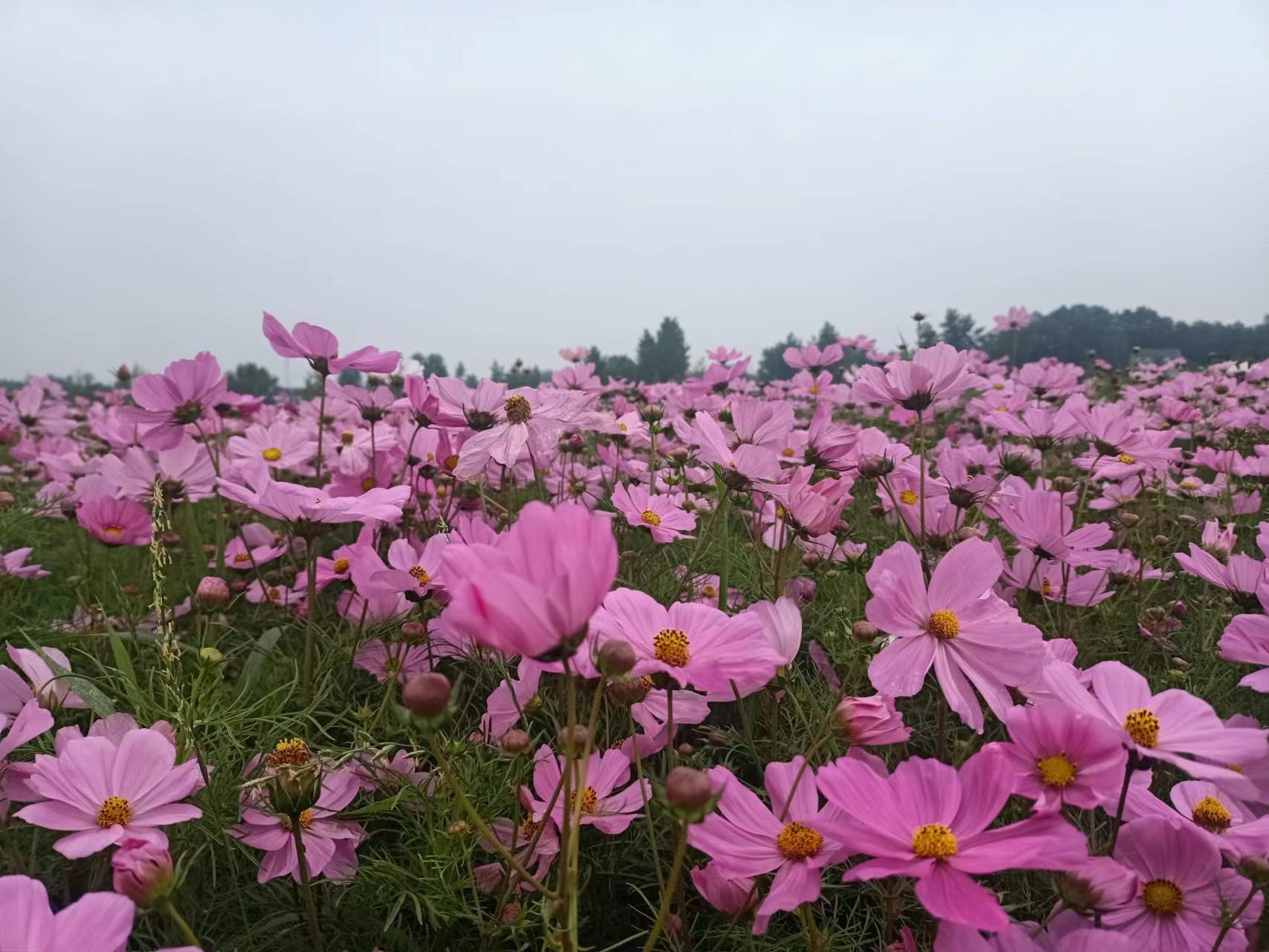 东润紫海田园景区 · 小年狂欢,美好绽放!_时光_花海中_亲朋好友
