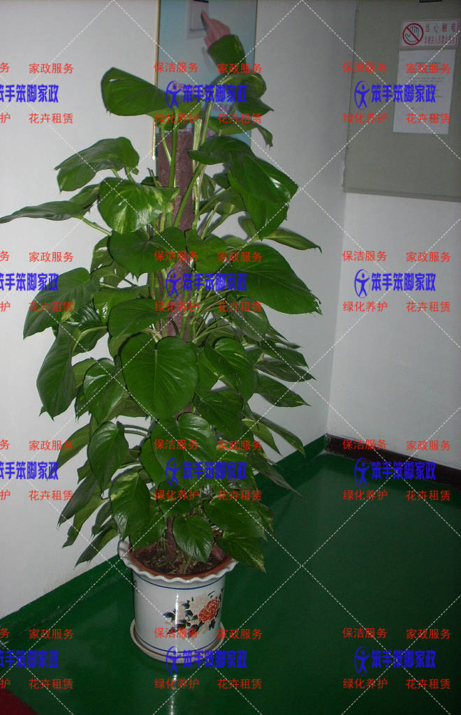 厦门思明湖里酒店花卉盆栽租摆