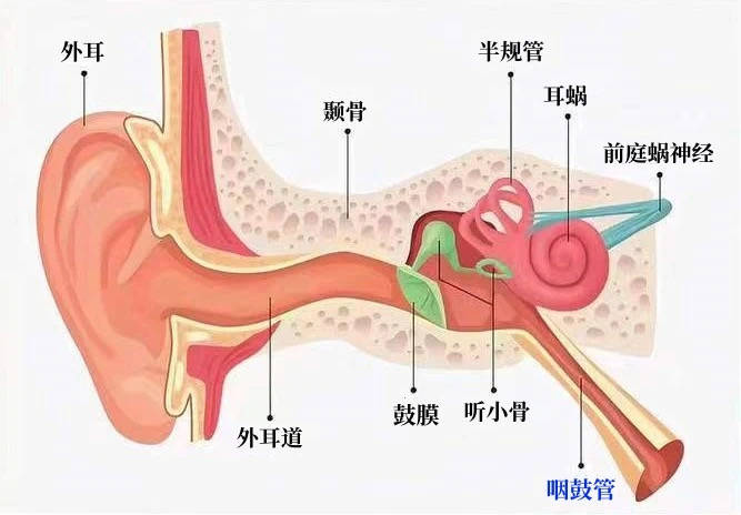 淮海东路惠耳助听器分享:中耳手术一定能提高听力吗?