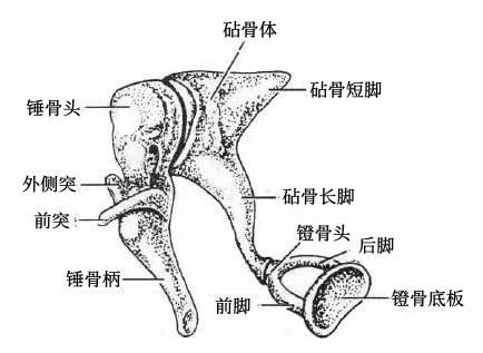 小男孩伏犀骨图解图片