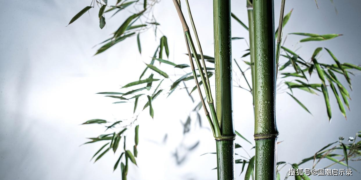 竹之寓意与象征:生命的韧劲与君子之风