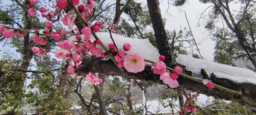 武汉大学梅花映雪 梅花映雪一片白