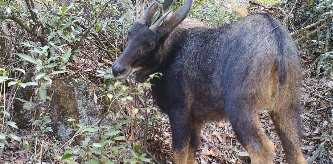 1908年大凉山杀洋案:杀死大熊猫的探险家,彝人给了他