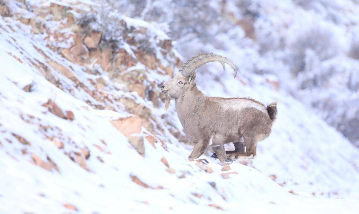 壁紙 昆蟲 桌面 1200_716